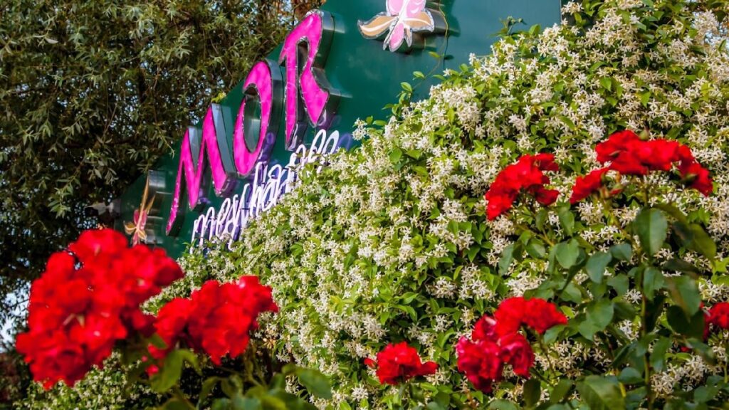Mor Meyhane - Küçükbakkalköy, Ahmet Yesevi Cd 6/A, 34750 Ataşehir/İstanbul, Türkiye